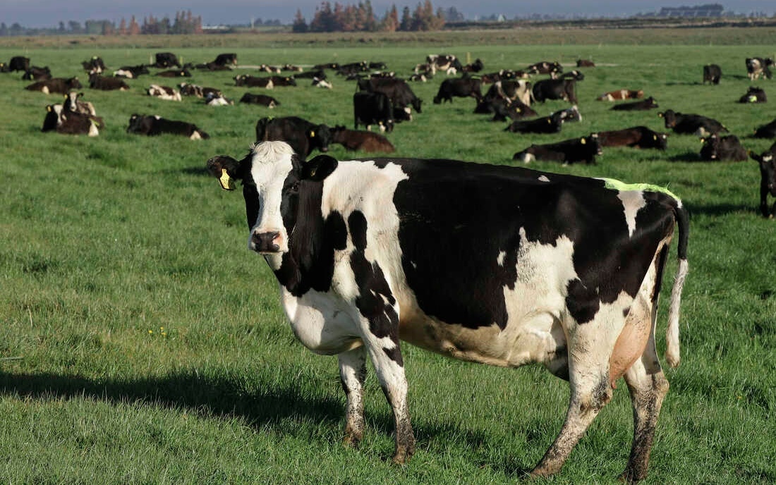New Zealand đề xuất đánh thuế khí nhà kính do gia súc thải ra